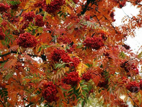 Где посадить рябину на участке. Почему возле частного дома нужно обязательно посадить рябину