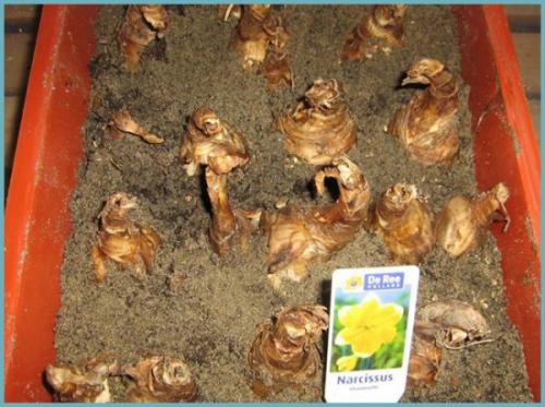 Что посадить после нарциссов. Как посадить нарцисс