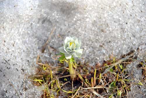 Купальница Европейская и купальница азиатская отличия условий их обитания. 04 Купальница Европейская и купальница азиатская отличия условий их обитания. 04