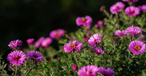 Астра вересковая пинк клауд. Описание растения