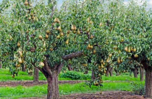 Когда снимать груши с дерева. Как определить съемную спелость груши? | Дача – впрок 02