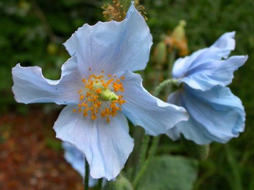 Какая трава растет на кислой почве. Не надо раскислять почву, посадите эти растения!