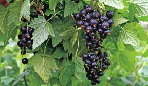 Что посадить между кустами винограда. То ли враги, то ли друзья