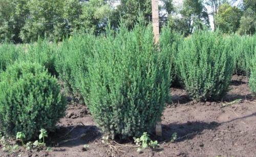 Можно ли выращивать в квартире можжевельник. Можно ли держать дома можжевельник? 10