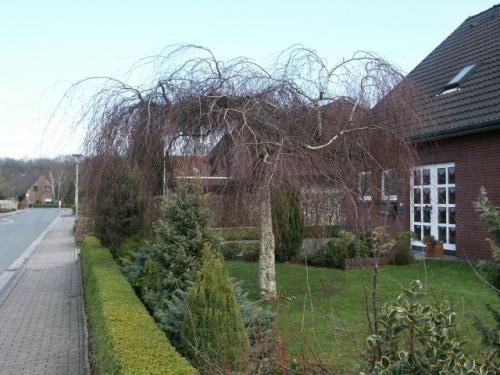 Можно ли у березы обрезать верхушку. Можно ли обрезать верхушку у березы