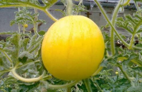 Арбуз выращивание. Выбор сорта