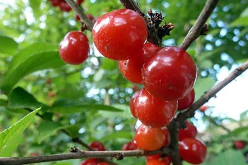 Что значит вишня войлочная. Особенности войлочной вишни