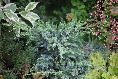 Как вырастить можжевельник из веточки. Успешное размножение можжевельника черенкованием: правила и сроки