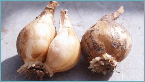 Что посадить после нарциссов. Как посадить нарцисс