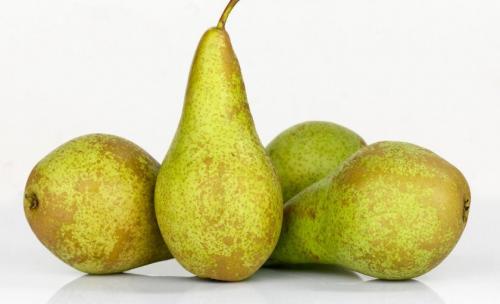 Когда снимать груши с дерева. Как определить съемную спелость груши? | Дача – впрок 01 Когда снимать груши с дерева. Как определить съемную спелость груши? | Дача – впрок 01