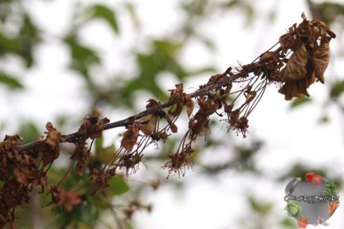 Как правильно сушить фасоль на зиму. Как избавиться от зерновки