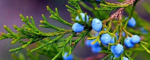 Можжевельник дома польза. Можжевельник: лечебные свойства и противопоказания, польза и вред
