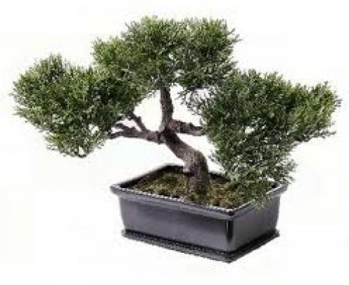 Через сколько лет плодоносит кедровое дерево 07