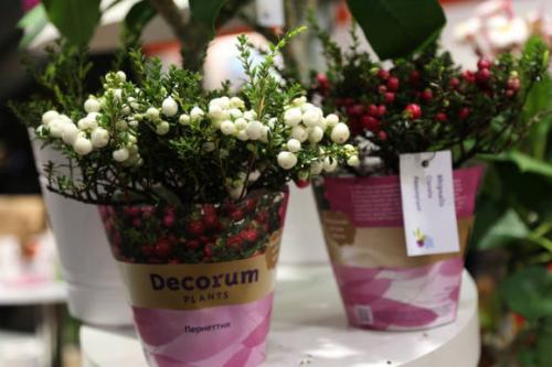 Гаультерия пернеттия уход в домашних условиях. Гаультерия, или пернеттия остроконечная