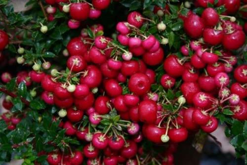 Пернеттия уход в домашних. Пернеттия Pernettya