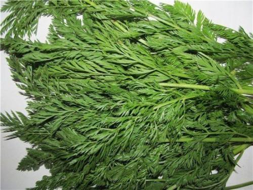 Что делать с ботвой моркови. Вопрос ребром: что делать с ботвой после уборки урожая?