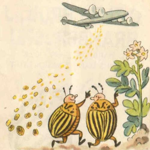 Когда появился в россии колорадский жук. Кто подбросил нам колорадского жука