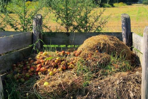 можно ли закапывать яблоки в огороде. как я делаю удобрение из опавших яблок