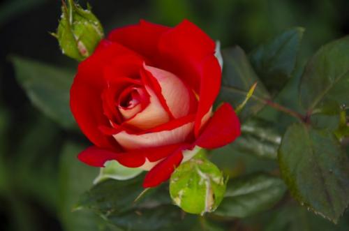 Символ красная роза, какой страны. Почему роза — символ Англии
