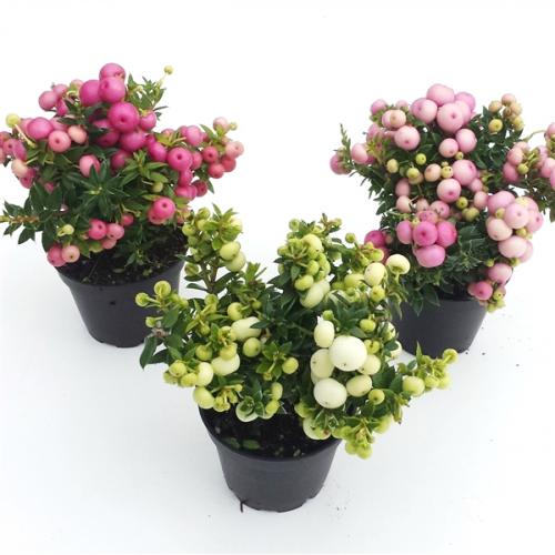 Пернеттия уход в домашних. Пернеттия Pernettya