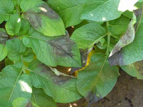 Ботва картофеля ядовита. Ценность ботвы в качестве удобрения на огороде