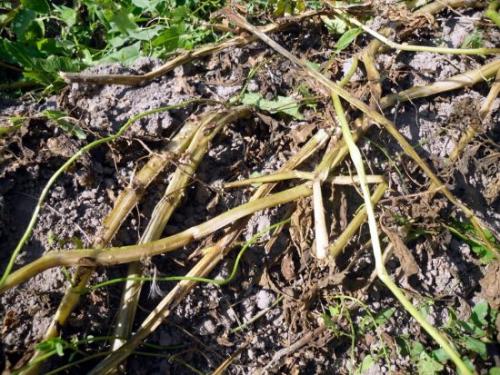 Что делать с ботвой моркови. Вопрос ребром: что делать с ботвой после уборки урожая?