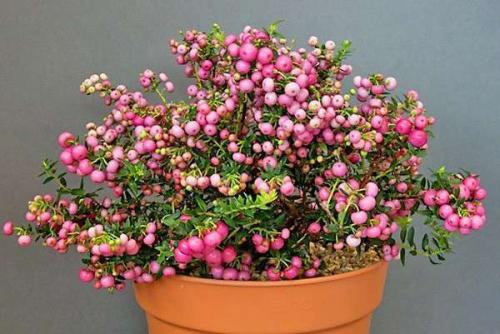 Пернеттия уход в домашних. Пернеттия Pernettya