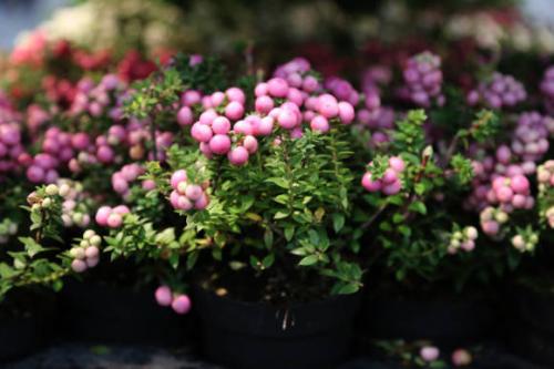 Гаультерия пернеттия уход в домашних условиях. Гаультерия, или пернеттия остроконечная