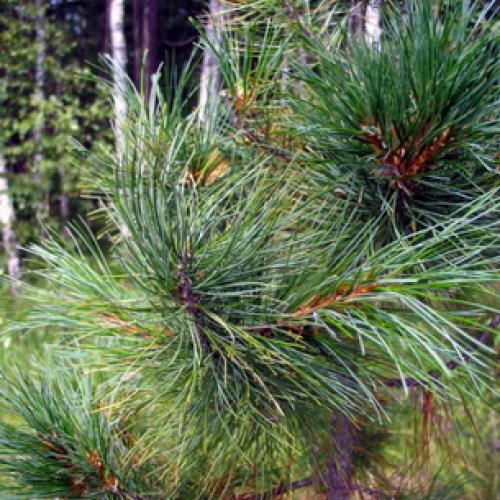 Через сколько лет плодоносит кедровое дерево 03