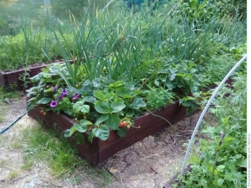 Что можно посадить рядом с клубникой. Лучшие и худшие соседи для клубники.