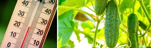 Как увеличить урожай огурцов. Как повысить урожайность огурцов в теплице