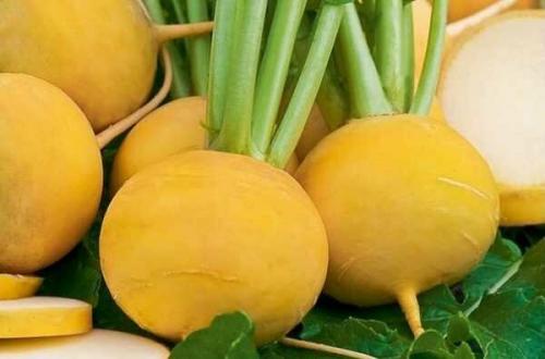 Репа гейша. Краткий обзор наиболее популярных сортов репы и критерии их классификации