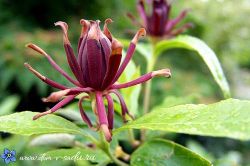 Морозостойкие растения. Цветущие красивые кустарники