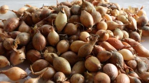 В чем замачивать лук перед посадкой. Обработка лука перед посадкой под зиму