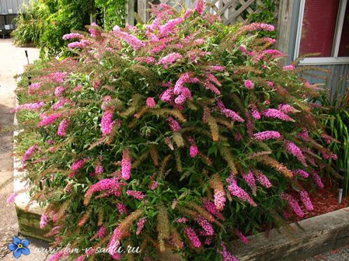 Морозостойкие растения. Цветущие красивые кустарники