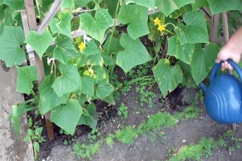 Чем поливать огурцы для хорошего урожая. Как правильно подкармливать огурцы? Виды и рецепты удобрений