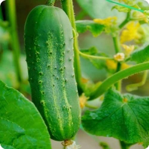 Как увеличить урожай огурцов. Как повысить урожайность огурцов в теплице