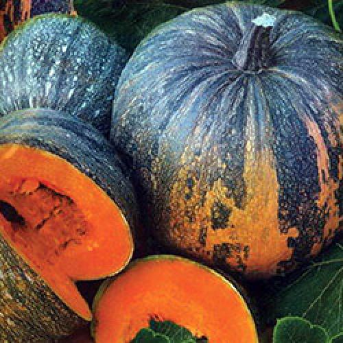 Мякоть тыквы зеленая. Оранжевые сорта 01