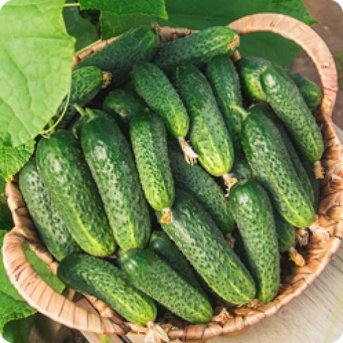 Как увеличить урожай огурцов. Как повысить урожайность огурцов в теплице