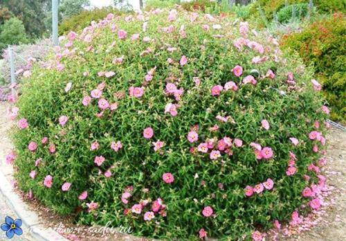 Морозостойкие растения. Цветущие красивые кустарники