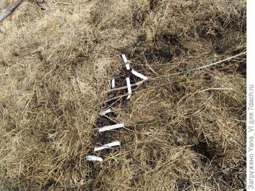 Как прикопать саженцы на зиму. Прикопка саженцев на зиму. Поэтапно, с фотографиями