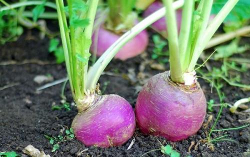 Репа гейша. Краткий обзор наиболее популярных сортов репы и критерии их классификации