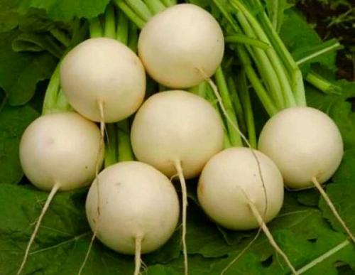 Репа гейша. Краткий обзор наиболее популярных сортов репы и критерии их классификации