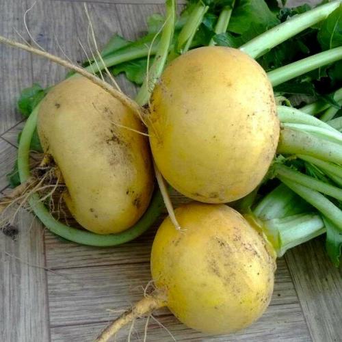 Репа гейша. Краткий обзор наиболее популярных сортов репы и критерии их классификации