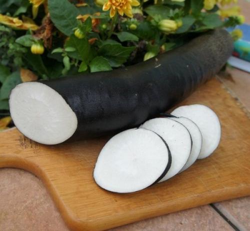 Репа гейша. Краткий обзор наиболее популярных сортов репы и критерии их классификации