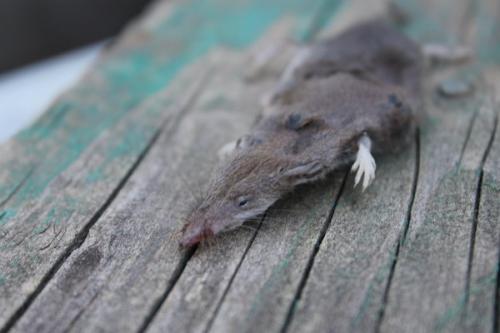 Как защитить картофель от мышей и крыс ?