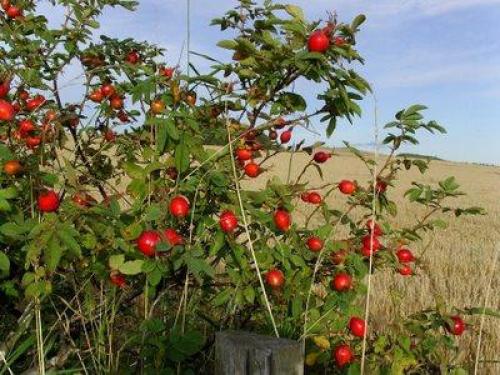 Когда созревает шиповник в подмосковье. Сбор шиповника в средней полосе России, Подмосковь 15