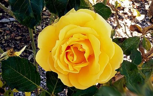 Розы привитые и корнесобственные в чем разница. Розы корнесобственные и привитые, в чем разница при хранении 08