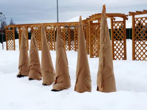 Можжевельник, как укрыть на зиму. Особенности ухода за можжевельником осенью и при подготовке к зиме — общие советы и рекомендации 03