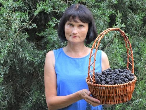 Ежевика соседство. Пришло время удивить соседей… Ежевикой